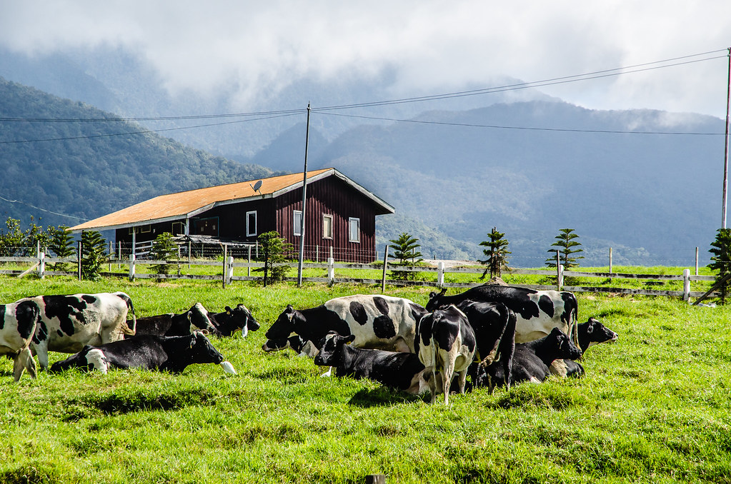 desa cattle dairy farm kundasang sabah