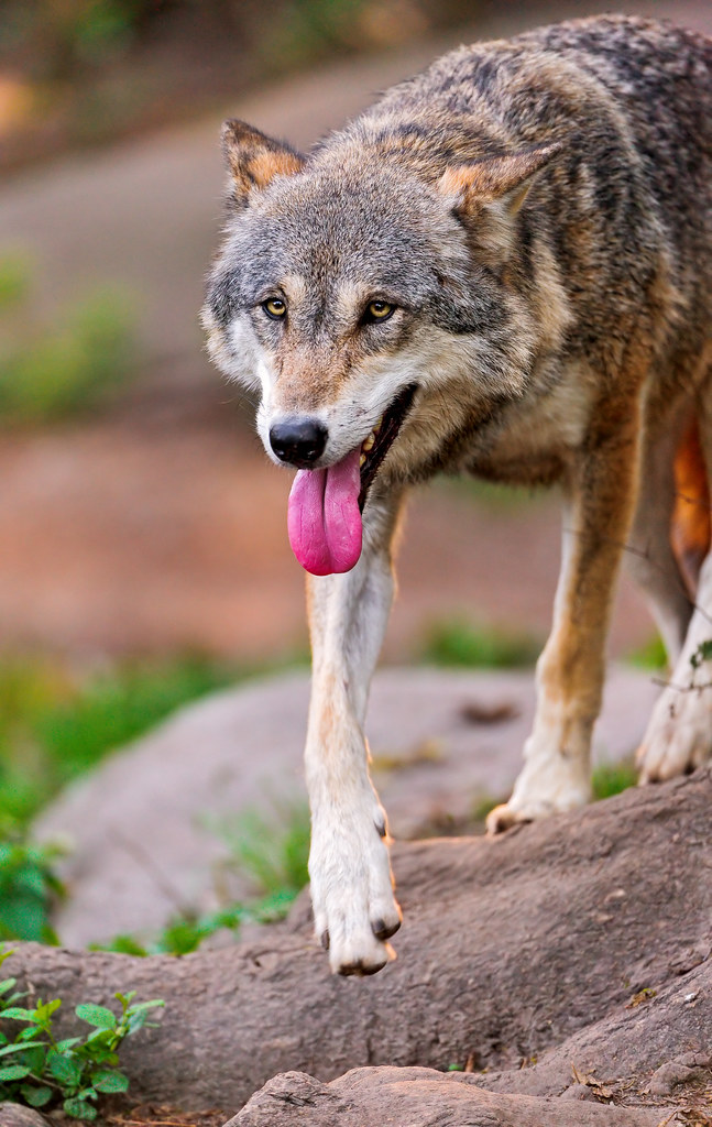 Walking wolf with long tongue Other wolf picture now walk… Flickr