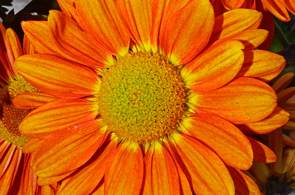 Mums 2 A fall flower in Turlock California Edmund Garman Flickr