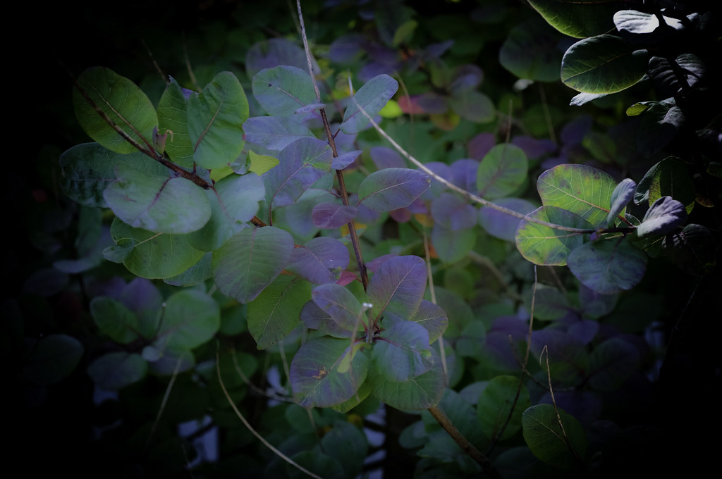 Verte L'EtanglaVille (Yvelines) France Flickr