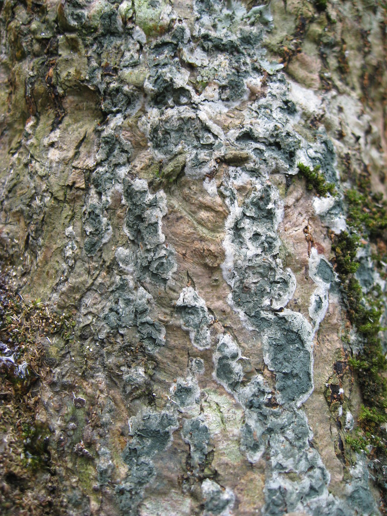 Next phase of fungus on the Japanese Maple ID help would b… Flickr