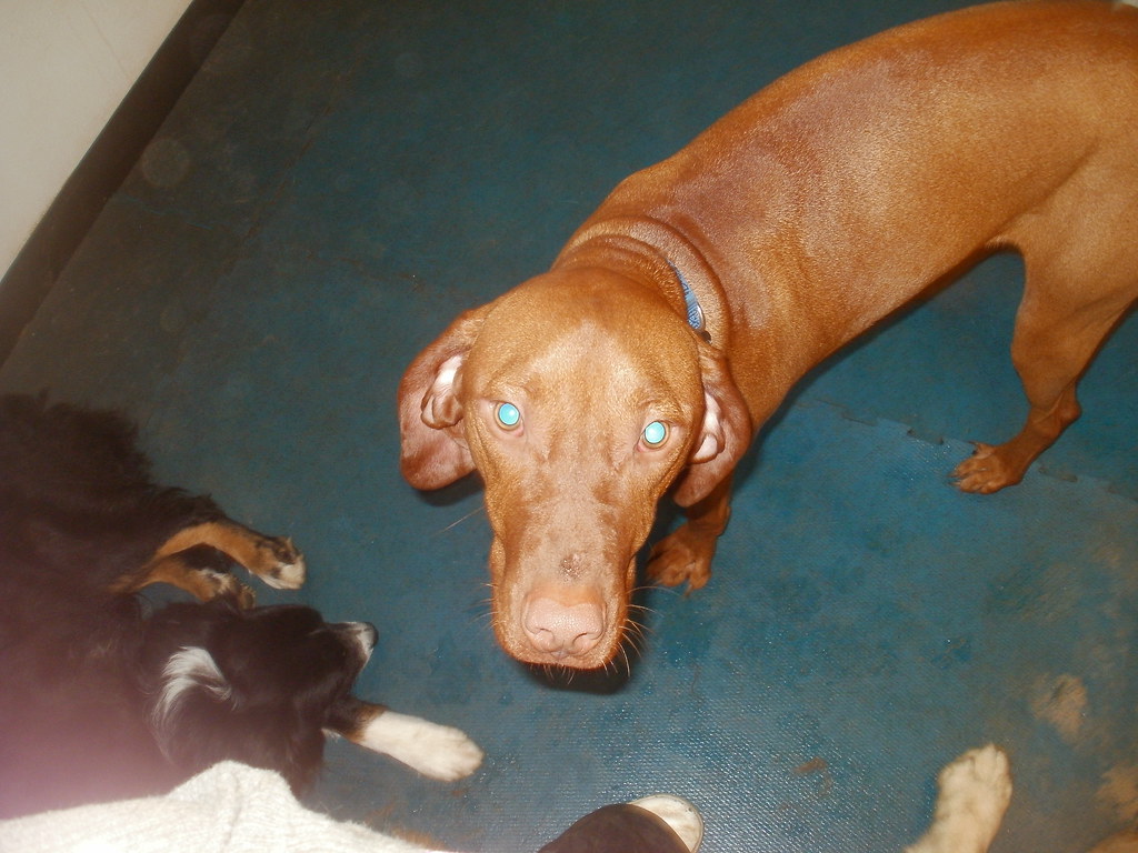 Oakley! Limestone Vet Hospital Flickr