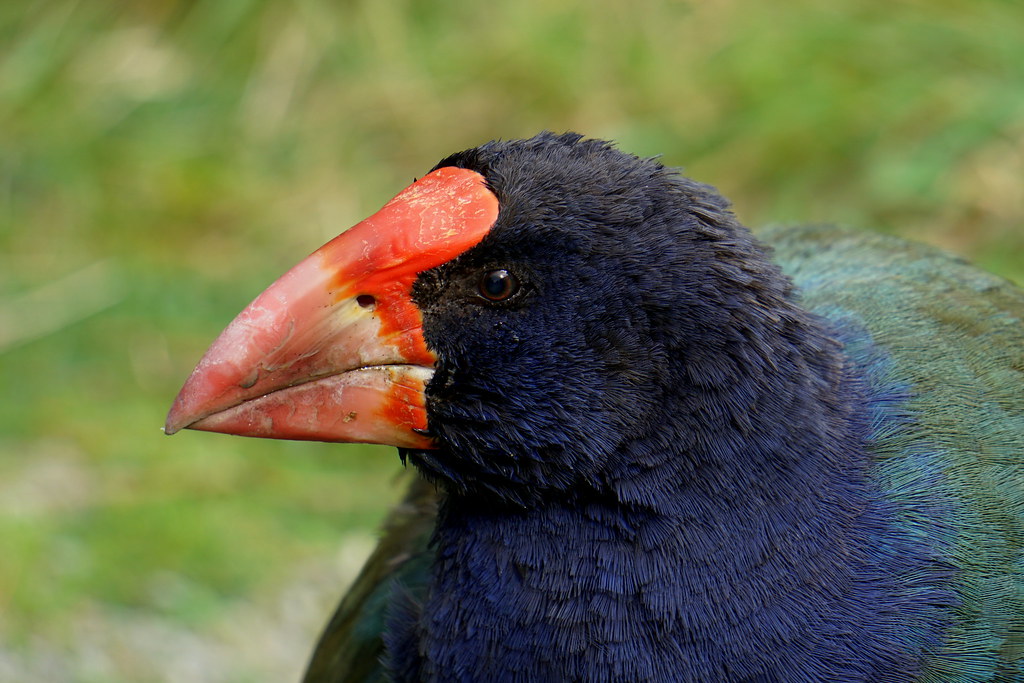 Takahē, Zealandia, Wellington, New Zealand A rare South Is… Flickr