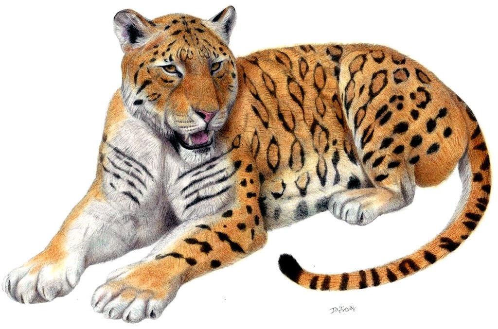 Panthera zdanskyi ('Longdan tiger') Very author of the