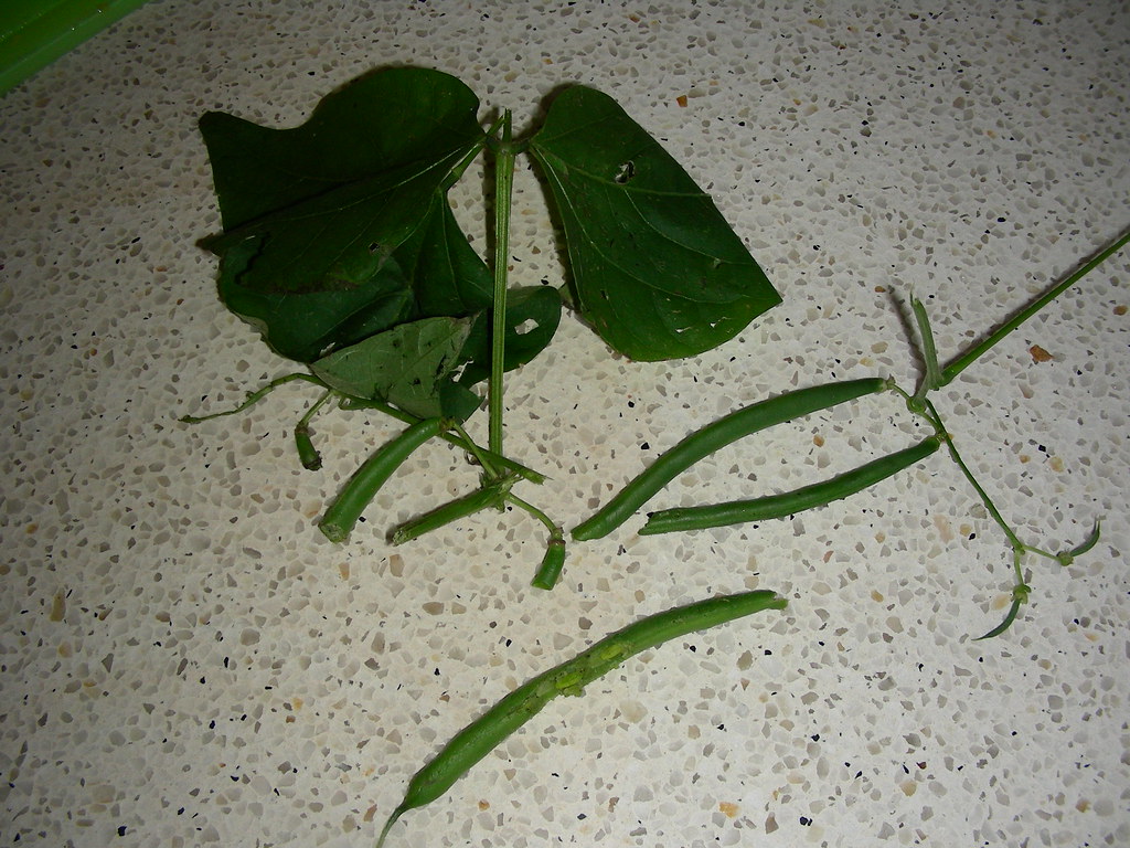 Black Rats not Bush rat damage to my beans Nope, not bush … Flickr