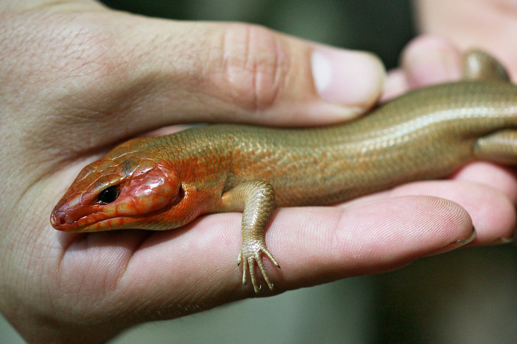Male Broadheaded Skink Nevada and Ouachita Counties; Arka… Flickr