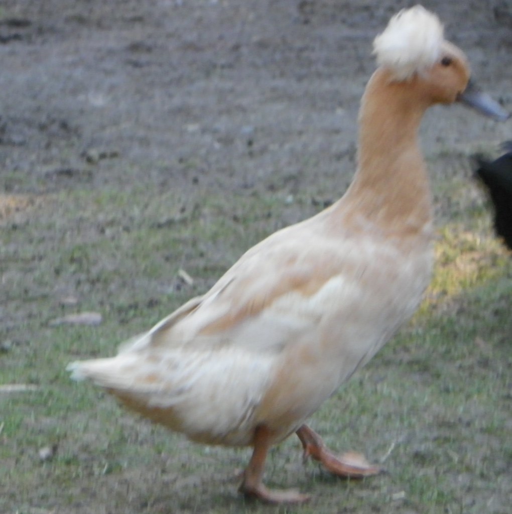 qack the duck likes grass and corn ducks geese chickens Flickr