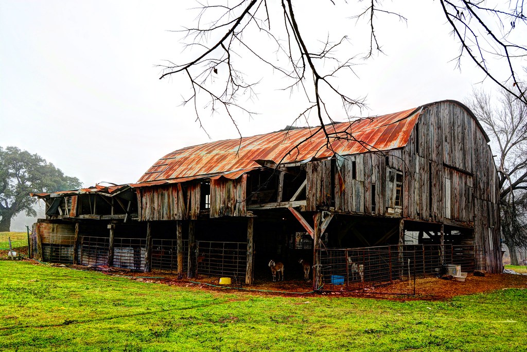 DSC_5476_7_8 Old Texas Barn and Goats Doug Bagley Flickr