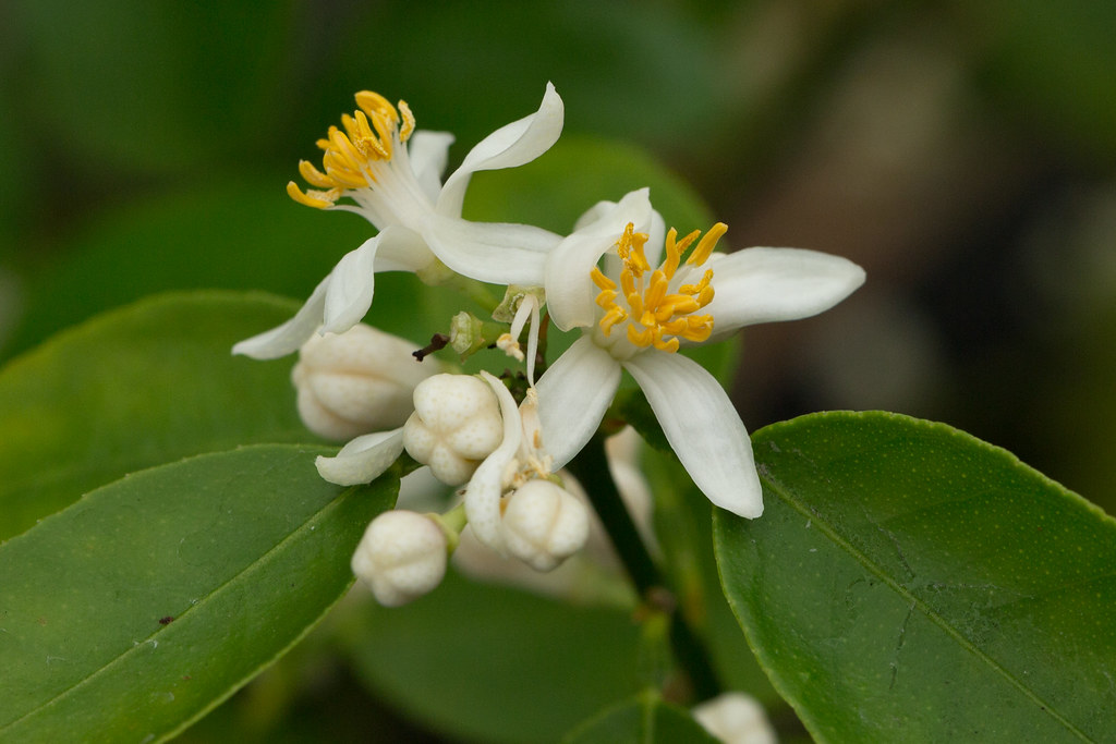 Citrus aurantifolia Key Lime flower detail dogtooth77 Flickr