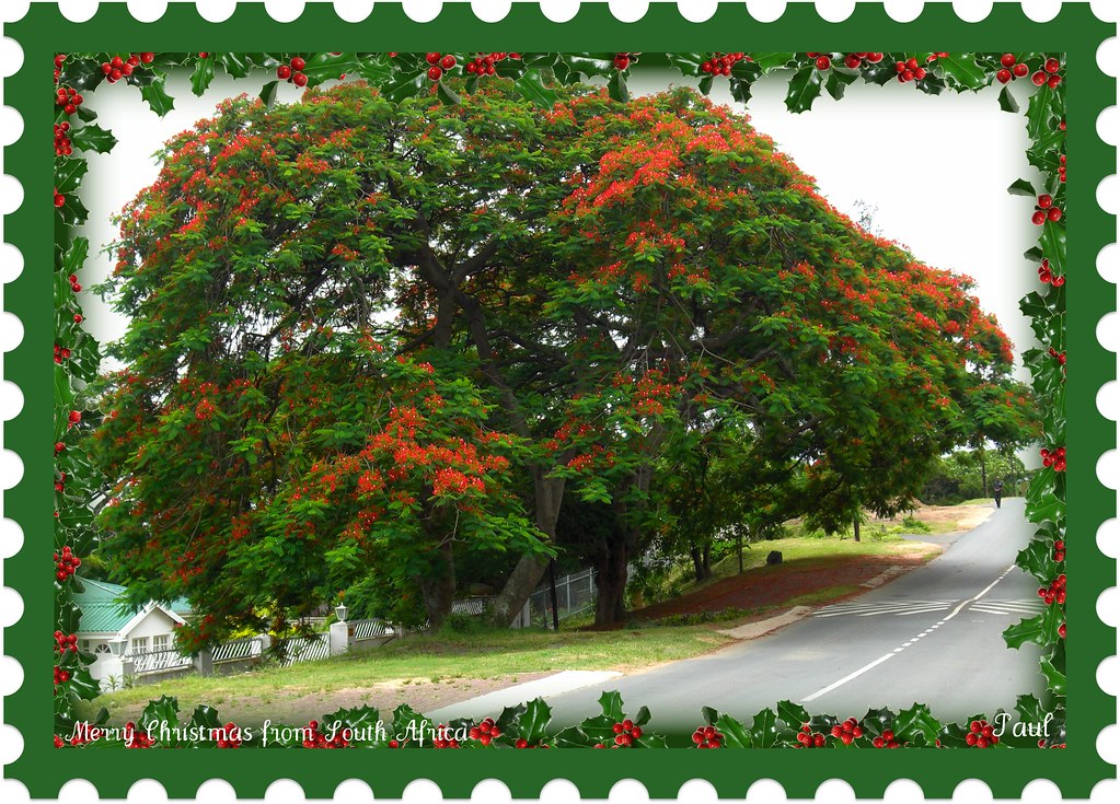 Merry Christmas from South Africa a photo on Flickriver