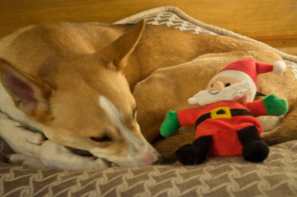 Zoe Christmas Stocking Zoe, Christmas, 2011 Zoe opened her Christmas present hers… Flickr