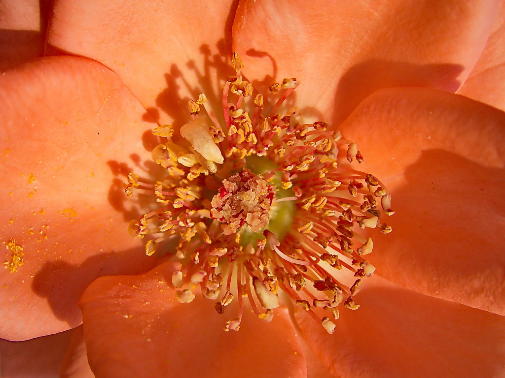 rose 2 by canon powershot S95. wahid nabi Flickr