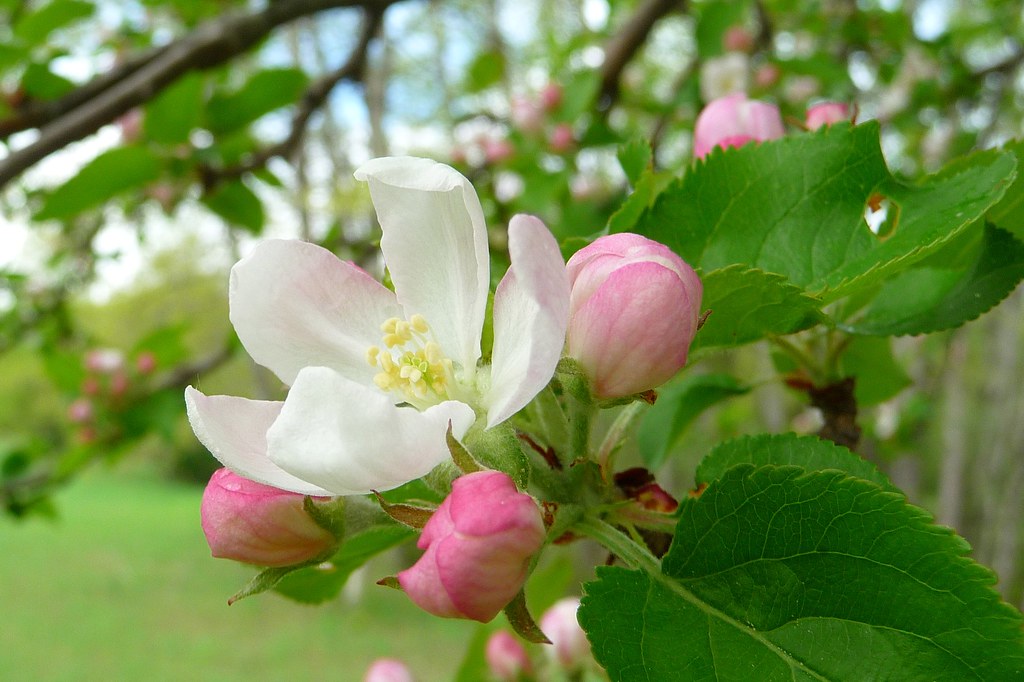 Apple Blossom Buds Shea in Michigan Flickr