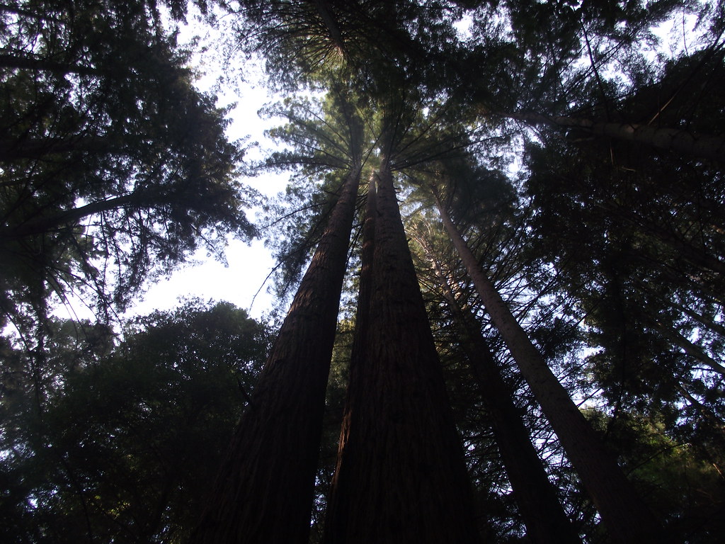 Ben Lomond Quaker Center WhizzoChocs Flickr