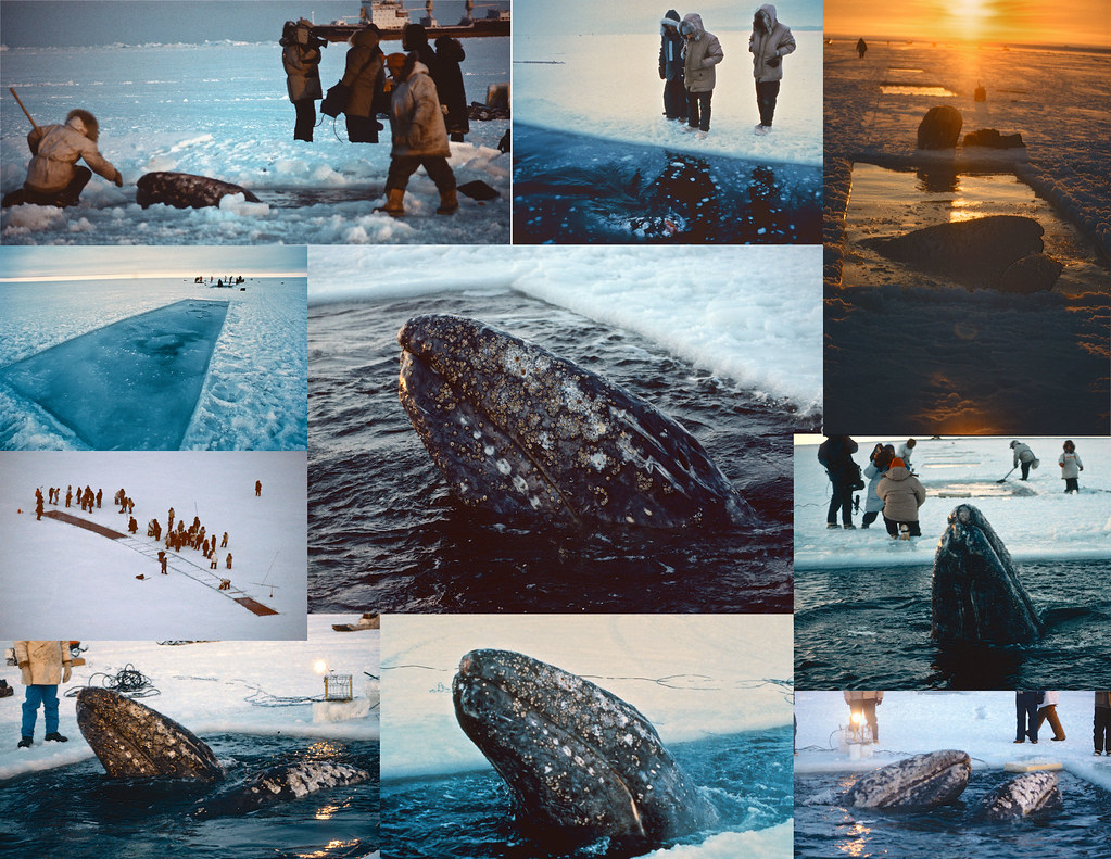Operation Breakthrough collage Rescue of Gray Whales trapp… Flickr