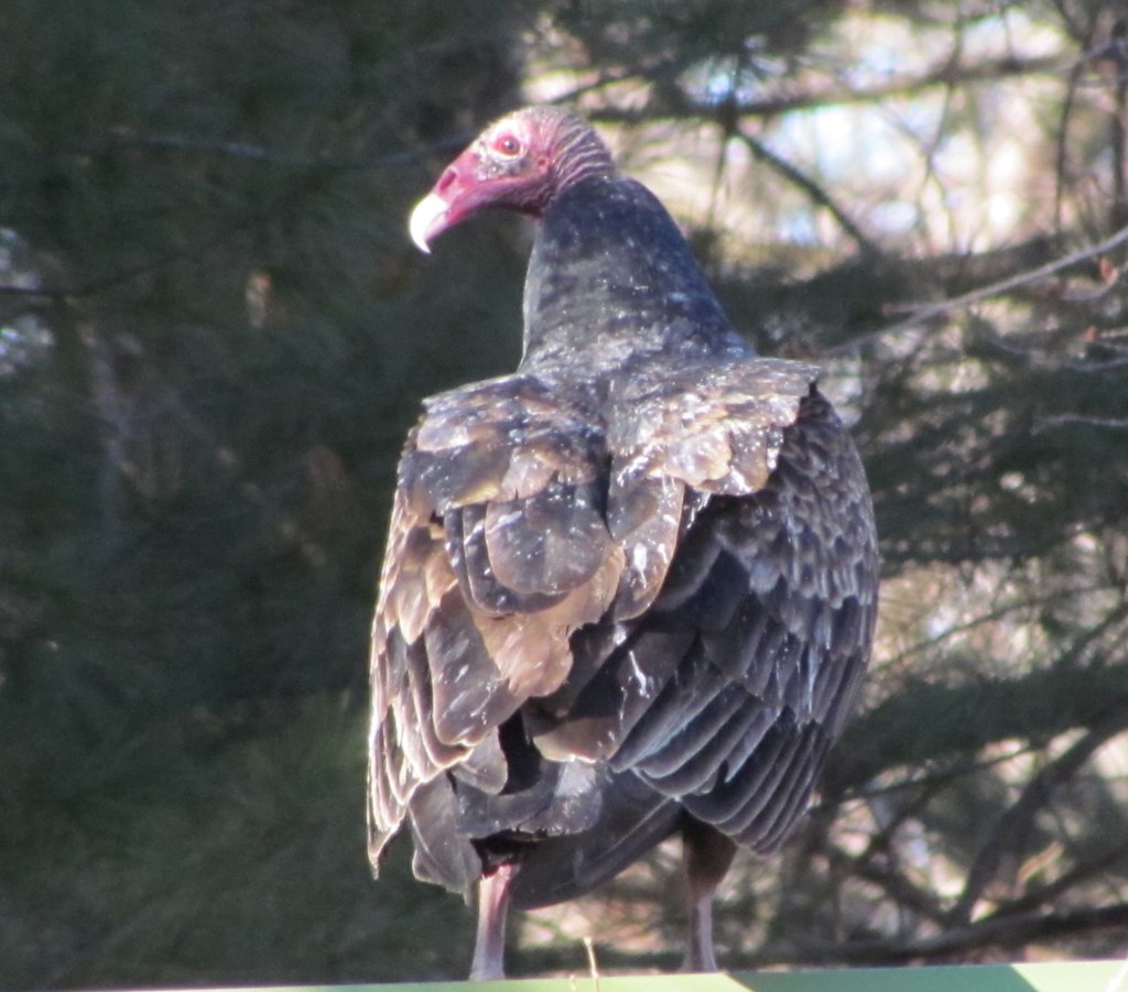 Turkey vultures on my shed. What do you do with chicken or… Flickr
