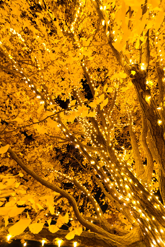 Golden Tree At Showa Kinen Park. The trees were so beautif… Flickr