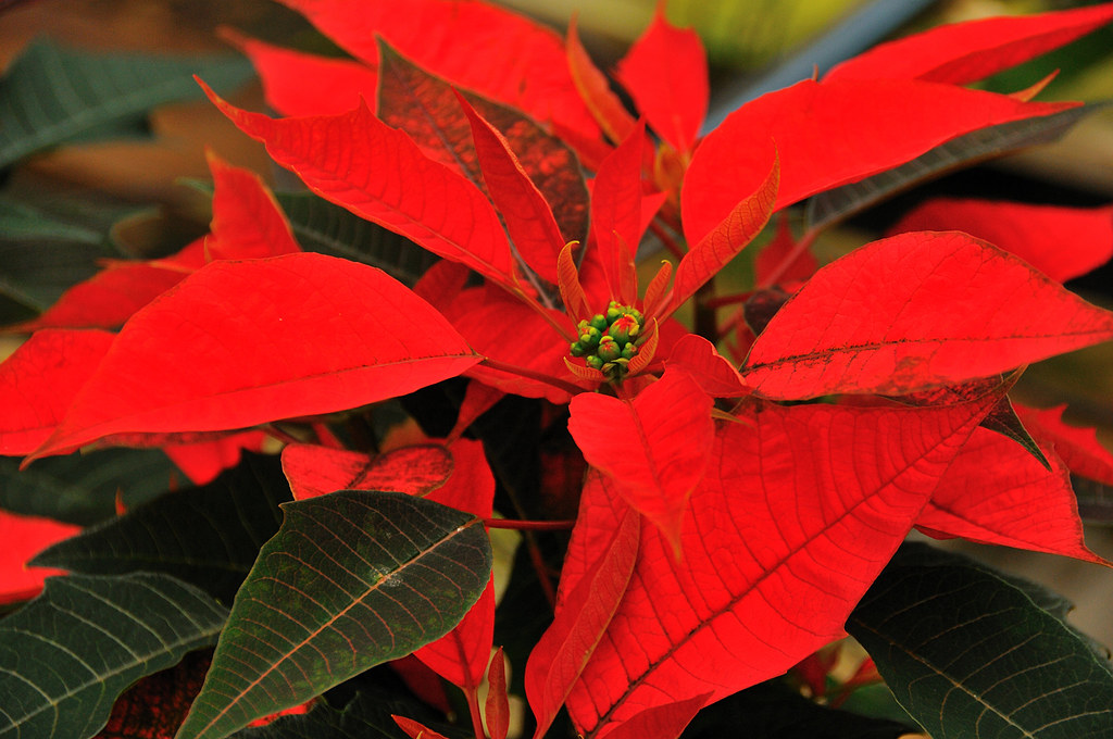 Poinsettia Today, I visited Ellison's Greenhouse in Brenha… Flickr