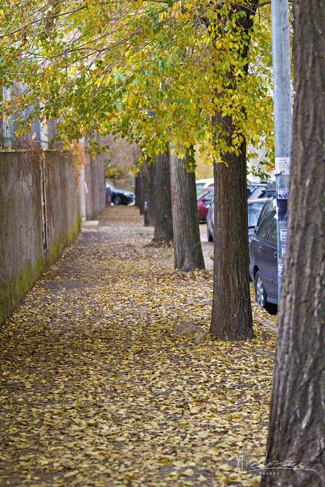 VanS3n 121111 Roma Natale Via Luigi Vittorio Bertarel… Flickr