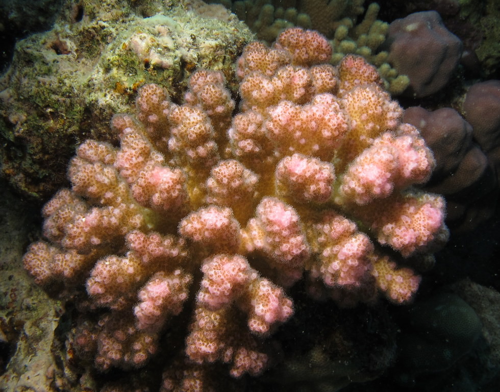 Pink coral, polyps extended at Fanous East Reef, Red Sea, … Flickr