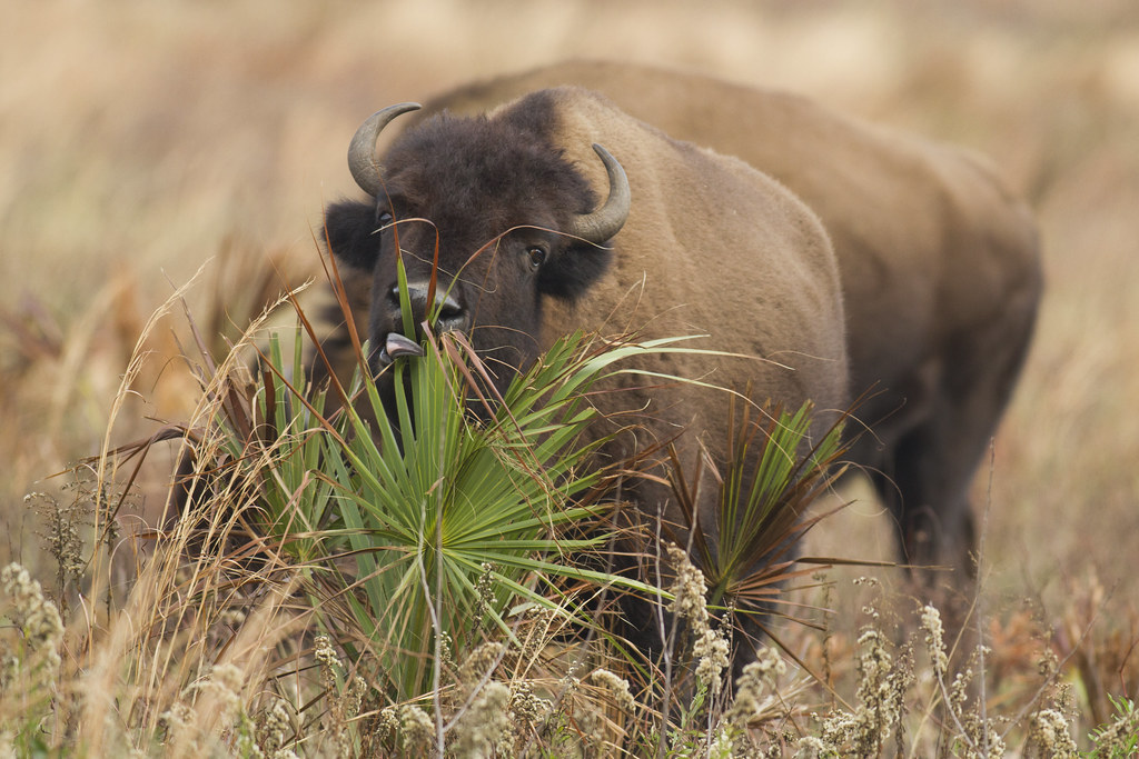 Bison Eating Palm Frond The Wild Horses and Bison of Payne… Flickr