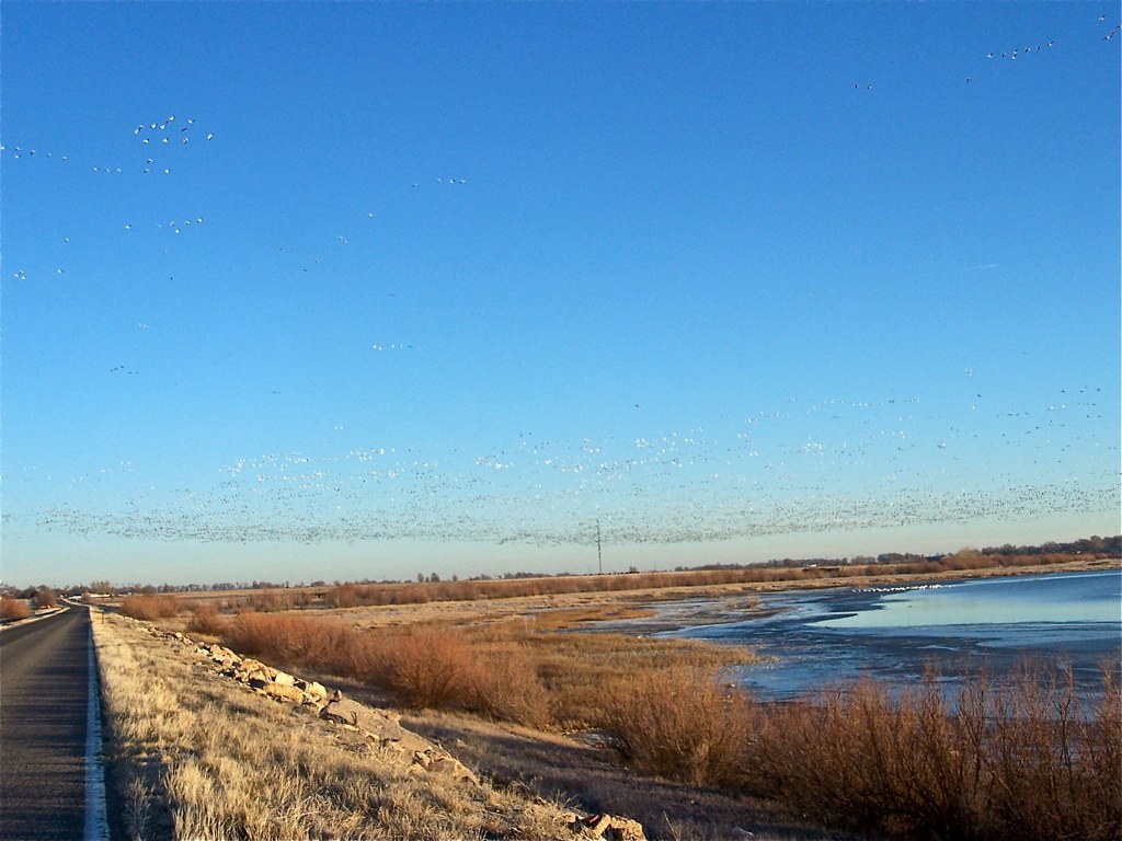 Snow geese taking off from Lake Cheraw, CO Literally, tens… Flickr