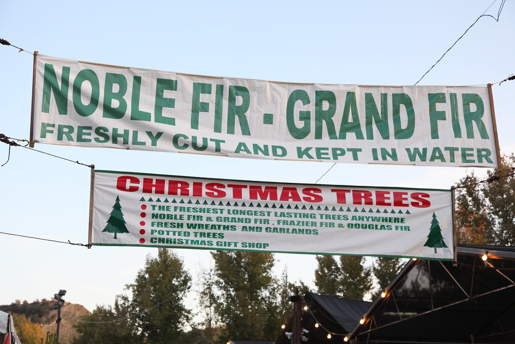 Live Oak Christmas Tree Farm Live Oak Christmas Tree Farm … Flickr