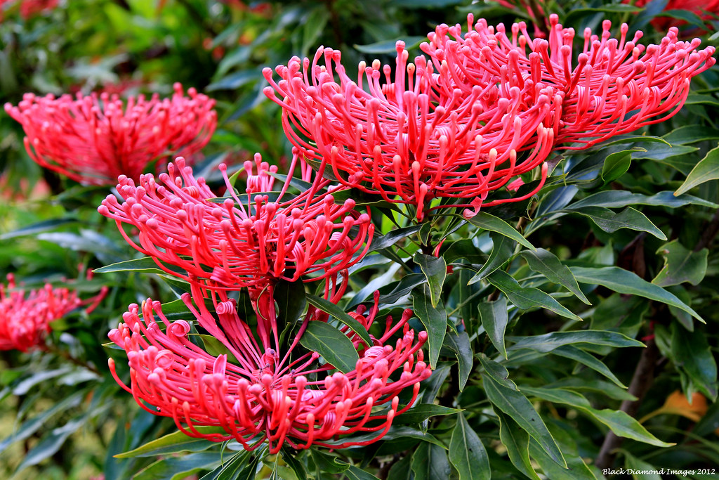 Alloxylon pinnatum Dorrigo Waratah, Tree Waratah, Warata… Flickr