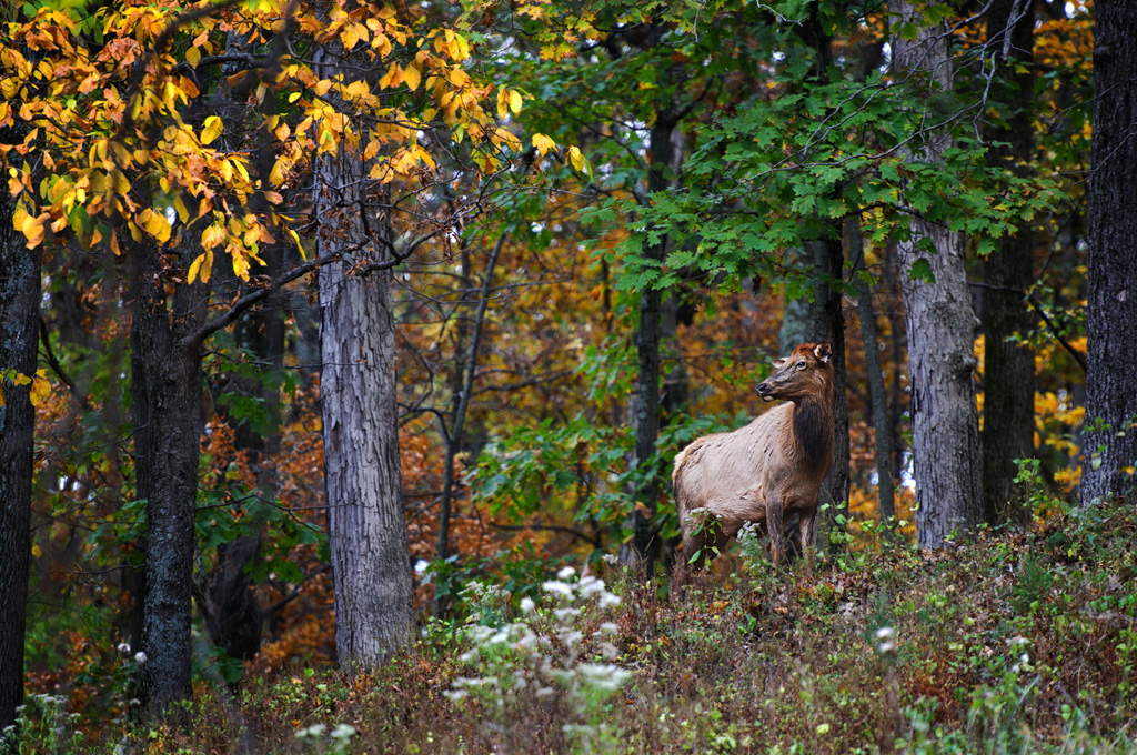 Lone Elk Park Elk Cow a short distance from her herd durin… Flickr