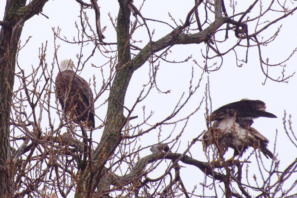 Eagles at Keokuk IA It was a dark and rainy day but in spi… Flickr
