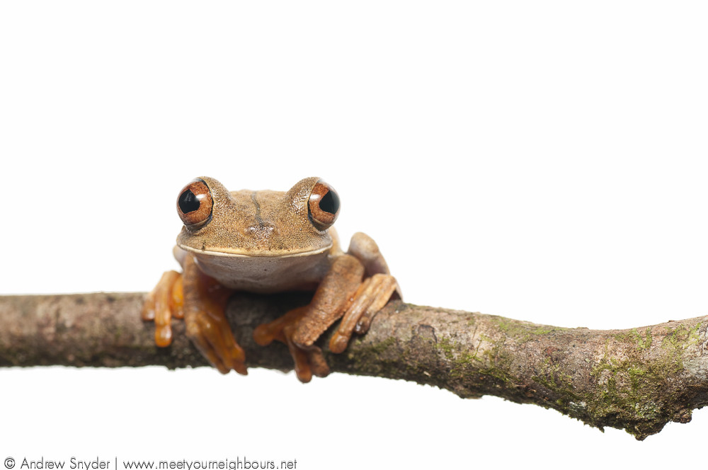 Map tree frog Map Tree frog (Hypsiboas geographicus) from … Flickr