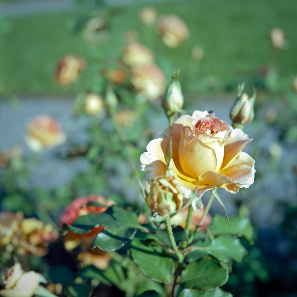 Bright Yellow Nice afternoon sunlight in the rose garden i… Flickr