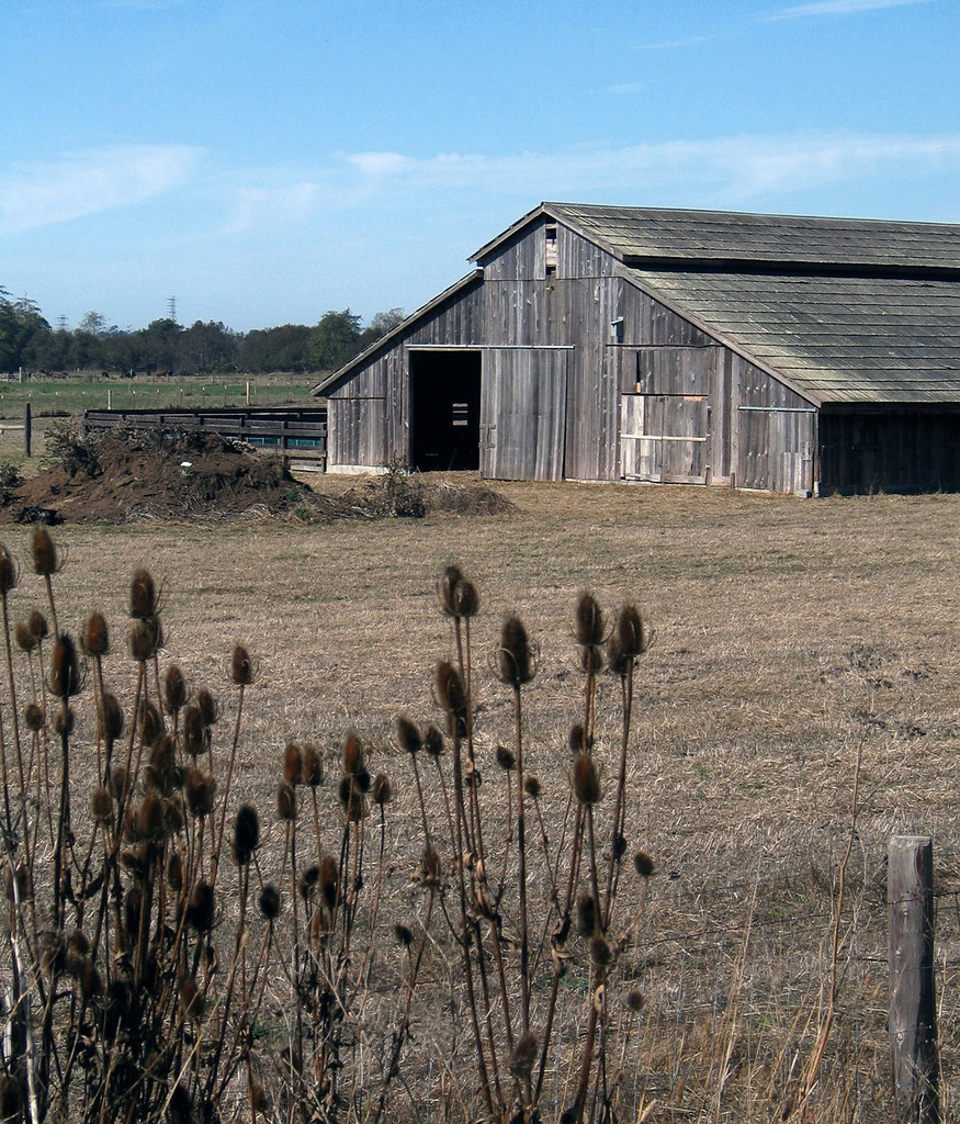 BARN AND THISTLE, small for sending Murline Flickr