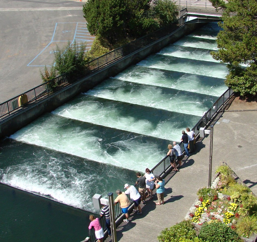Fish Ladder,Bonneville Dam, Columbia River, OR 2006 Flickr