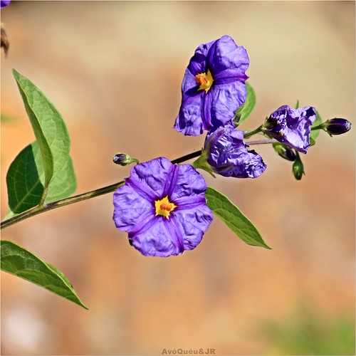 FLOWERS For You,my FRIENDS!!! View On Black AvóQuéu Flickr