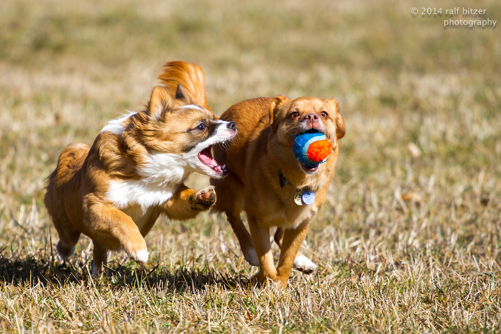 Unerfahren Gizmo mit Shila und immer hat der andere Hund
