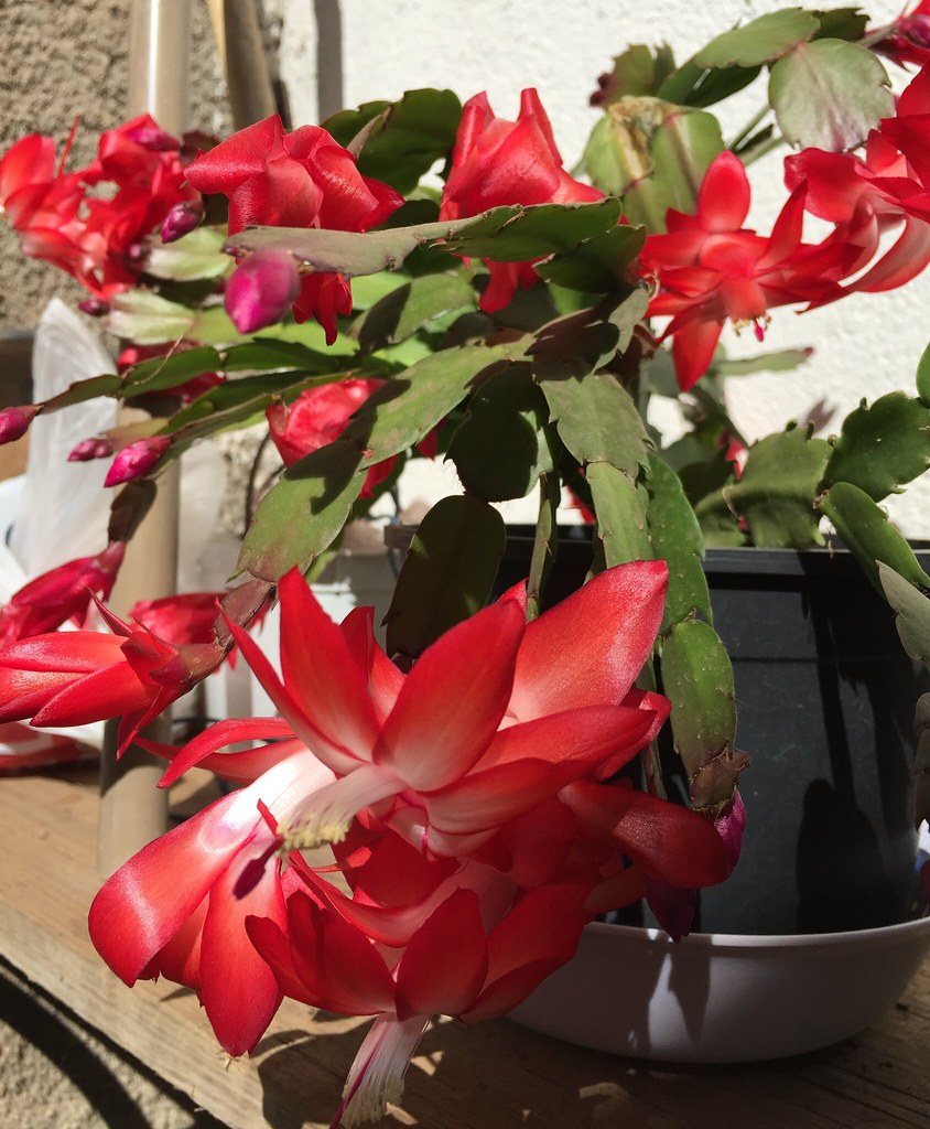 The Red Christmas Cactus / the Red May Flower, São Joaquim… Flickr