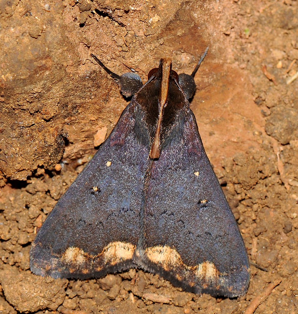 Moth 10 Many moths sat on the ground, whilst others settle… Flickr