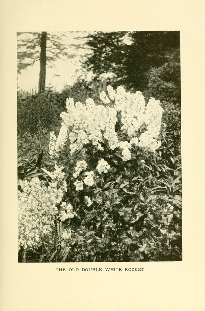 n322_w1150 The book of hardy flowers New York,Funk & Wagna… Flickr