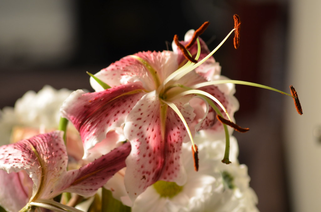 Life Dying A lily far past its point of blooming and certa… Flickr