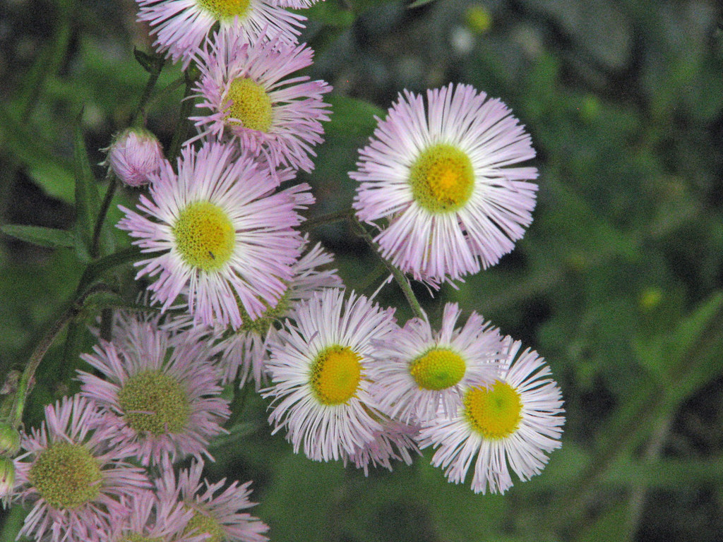 Philadelphia fleabane Erigeron philadelphicus Limbert Road… Flickr