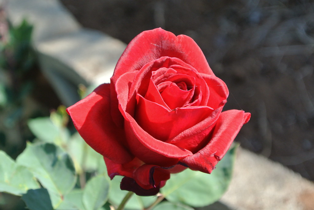 red rose DSC_2475 el cajon yacht club Flickr