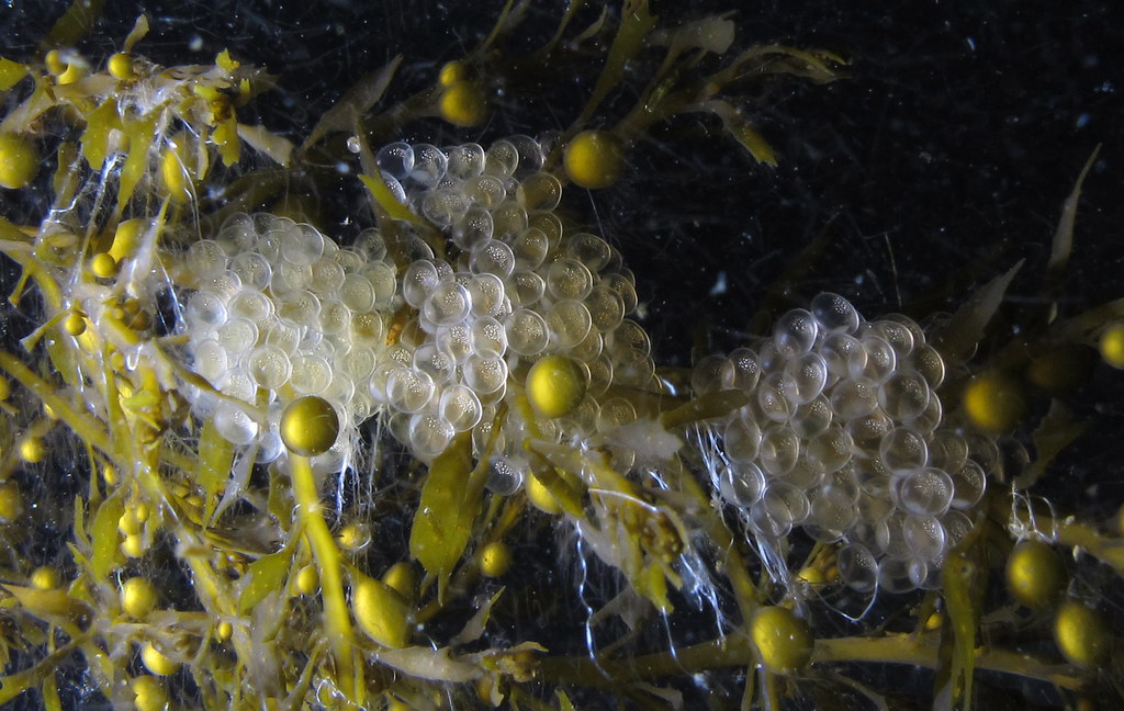 Herring Eggs on Wireweed kathleenreed Flickr