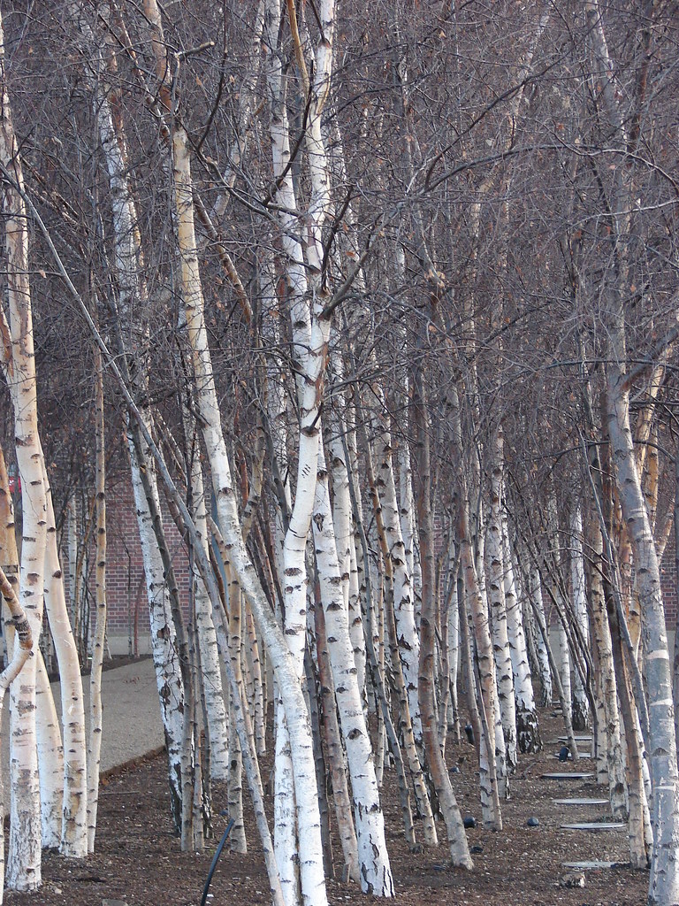 Birch Lines Birch trees growing outside the Tate Modern mdavidford Flickr