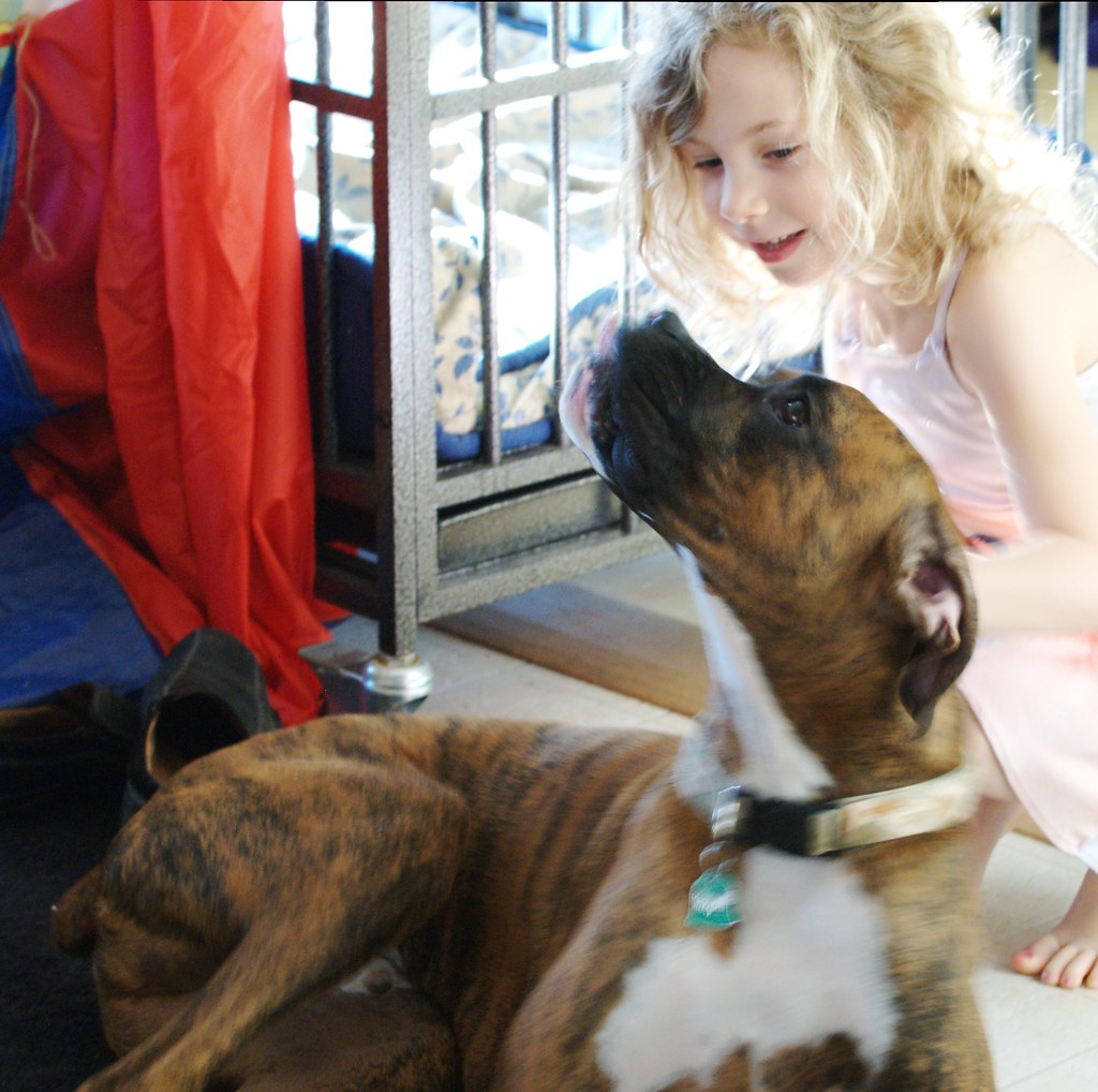 Goliath Second Chance Boxer Rescue Flickr