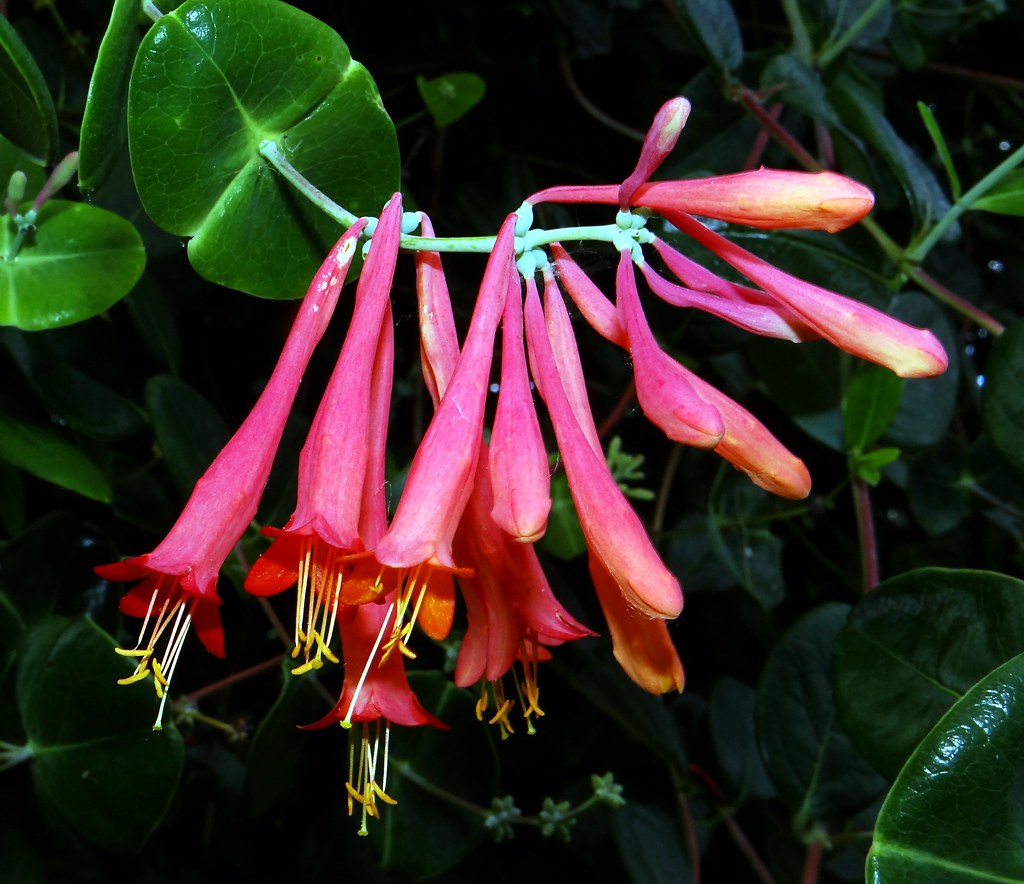 Honeysuckle 6 CORAL 2 … Flickr