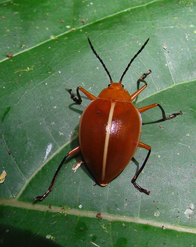 Pleasing Fungus Beetle3rd of 3 photos Order Coleoptera… Flickr