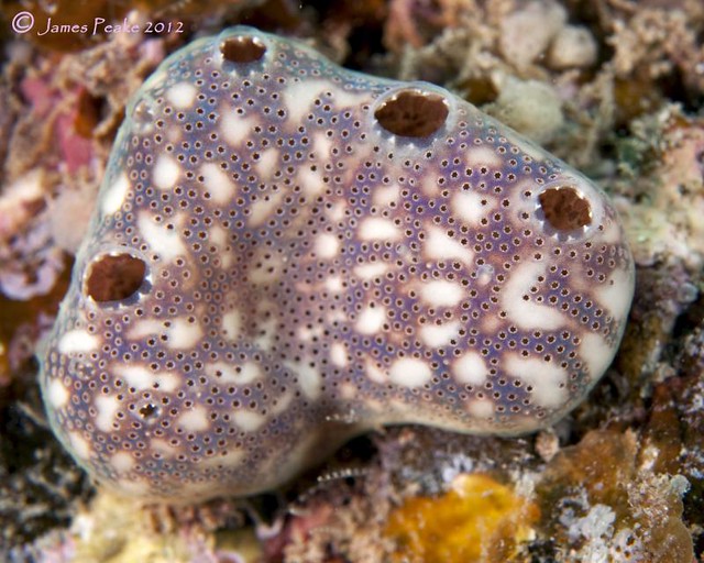 Flickriver Photoset 'Sessile Animals Sponges, Ascidans, Bryozoans