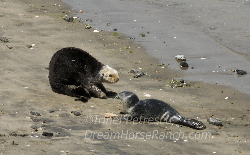 Sea Otters Baby Seals