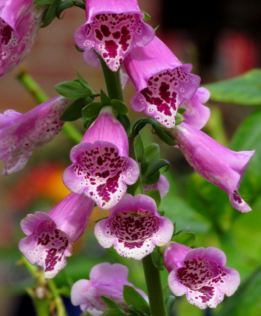 February 23,2012 001 Fox gloves in the River Park Garden Katie Kallos Flickr